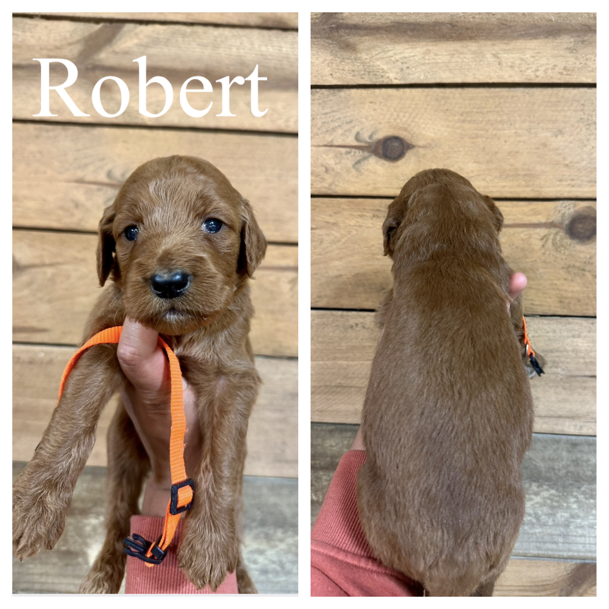 Robert 1